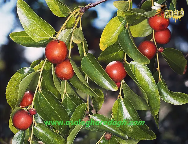 عسل عناب و زرشک