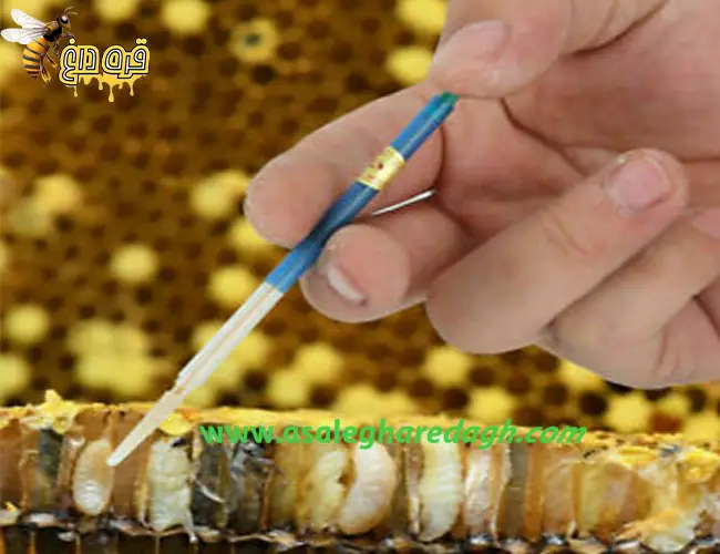 تولید ژل رویال