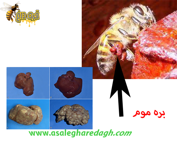 زنبوردار بره موم