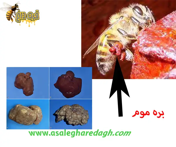 زنبوردار بره موم