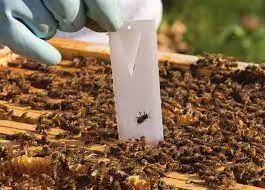 نوار کنه ی مانجینگ