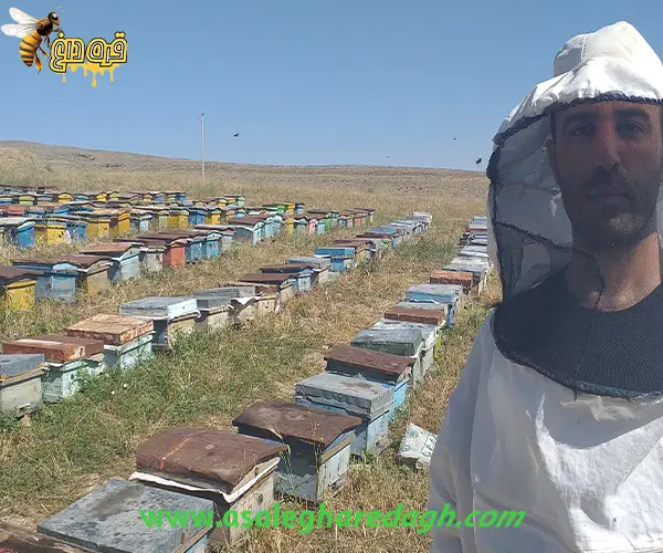 بره موم زنبور