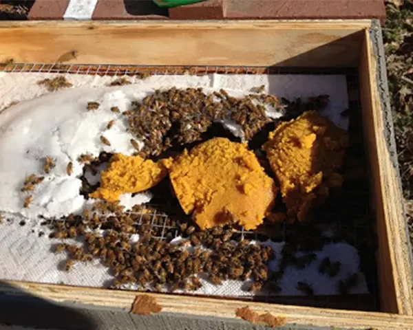 فروش کیک گرده