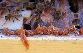 فروشنده ی تناژ بره موم