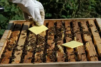 فروش نوار ضد کنه گلدن