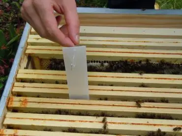 فروش نوار ضد کنه گلدن