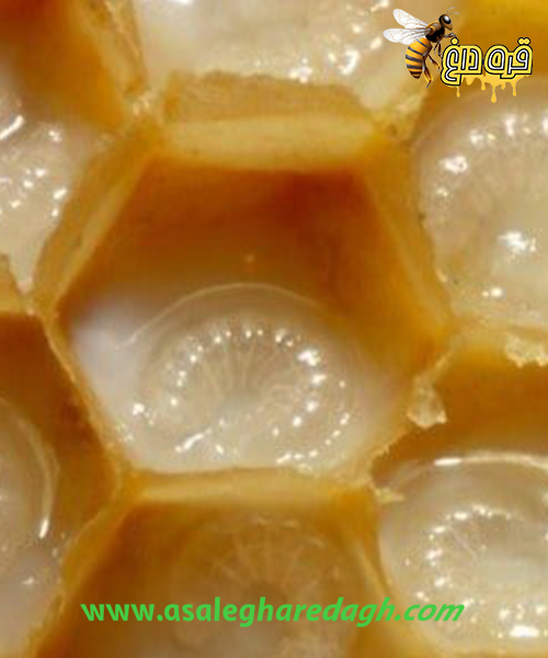 چگونه ژل رویال استخراج کنیم