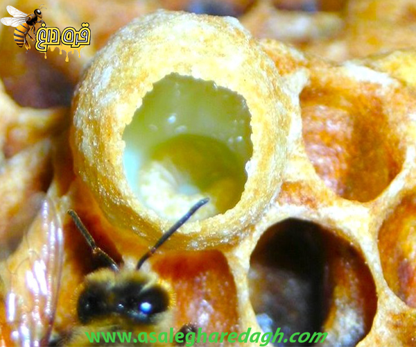 چگونه ژل رویال استخراج کنیم