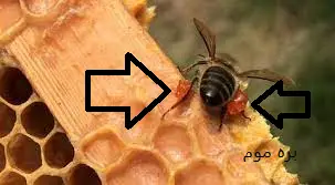 بره موم زنبور