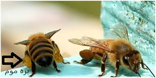 فروشنده ی تناژ بره موم