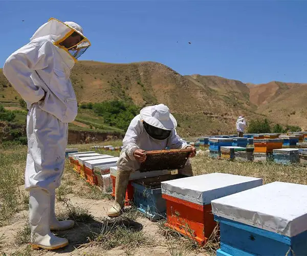 فروش بره موم زنبور