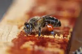 خرید گرانترین برهموم