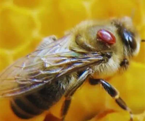 خرید اسید فرمیک مایع