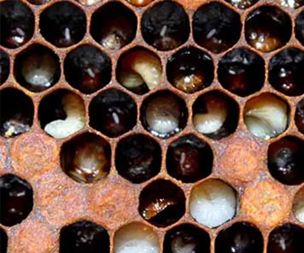 قیمت Epimycin اپی مایسین