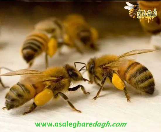 خرید گرده گل فله