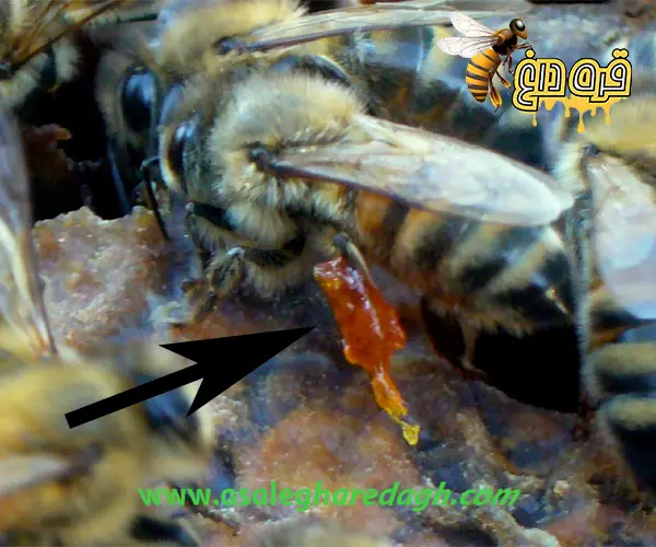 خرید بره موم تازه