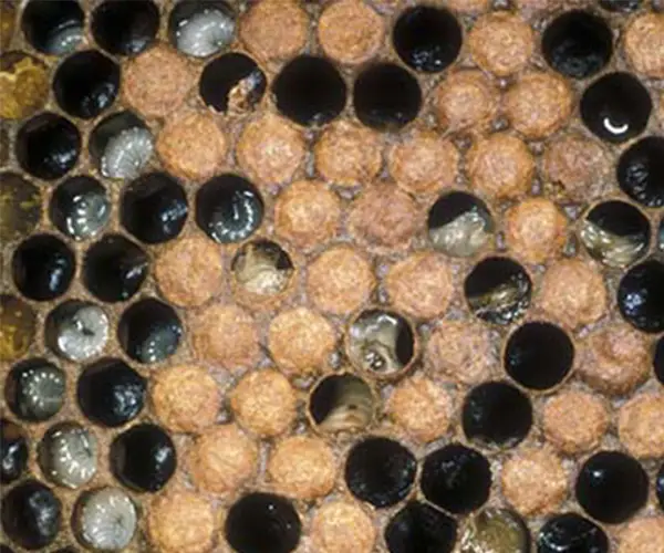 قیمت Epimycin اپی مایسین