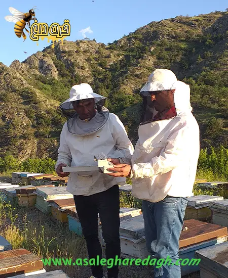 گرده گل خشک اعلاء