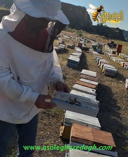 پیش خرید گرده گل