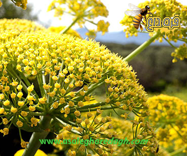 خرید بره موم تازه