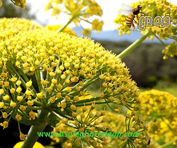 خرید بره موم تازه