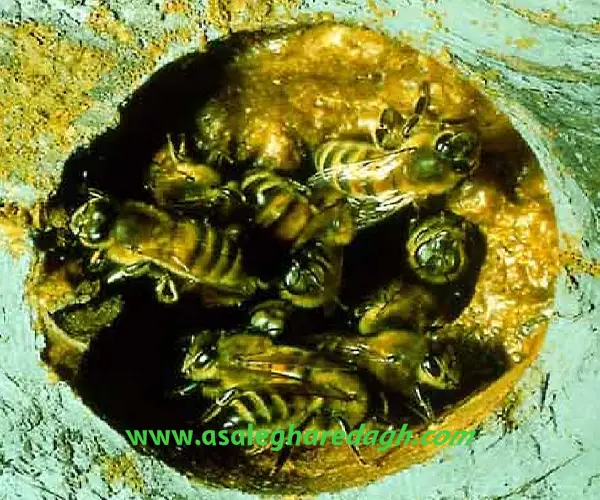 موم خالص در اصفهان