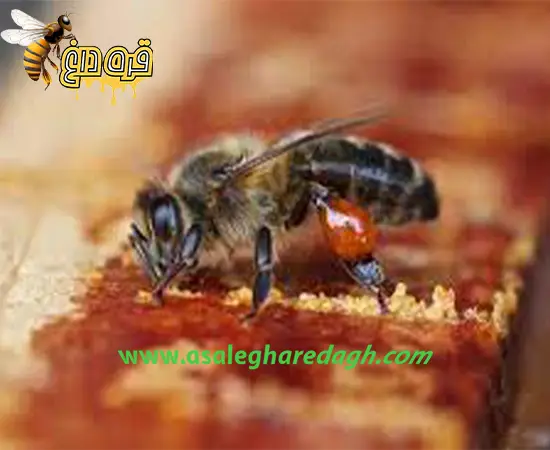 بره موم در تهران