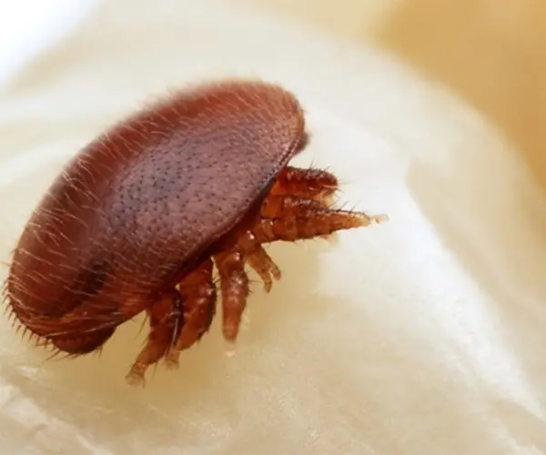 خرید ضد کنه واروآ