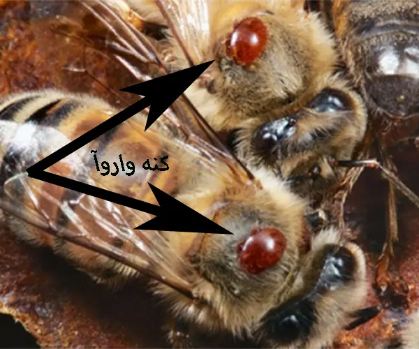 خرید ضد کنه واروآ