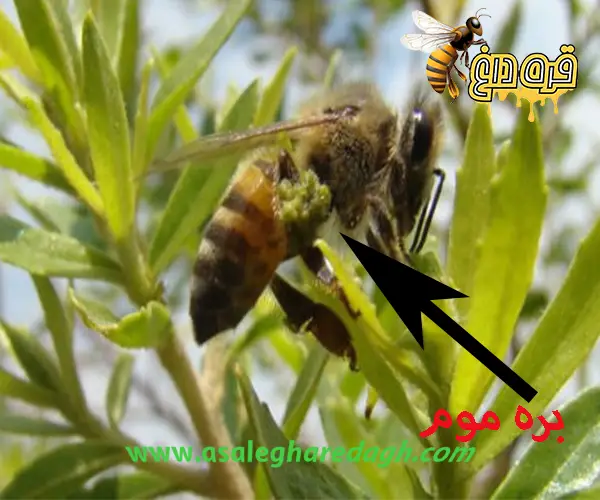 بره موم پر خاصیت