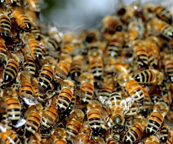 خرید ضد کنه واروآ