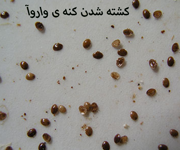 خرید ضد کنه واروآ