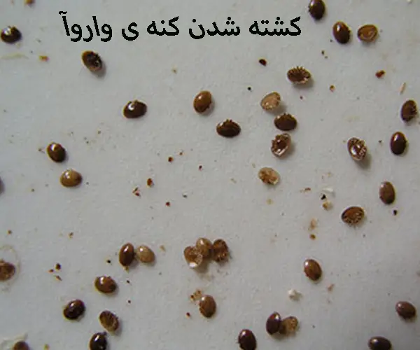 خرید ضد کنه واروآ