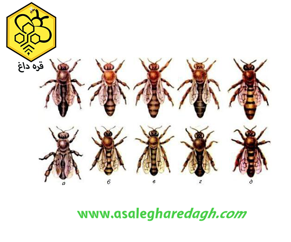 فروش بره موم 