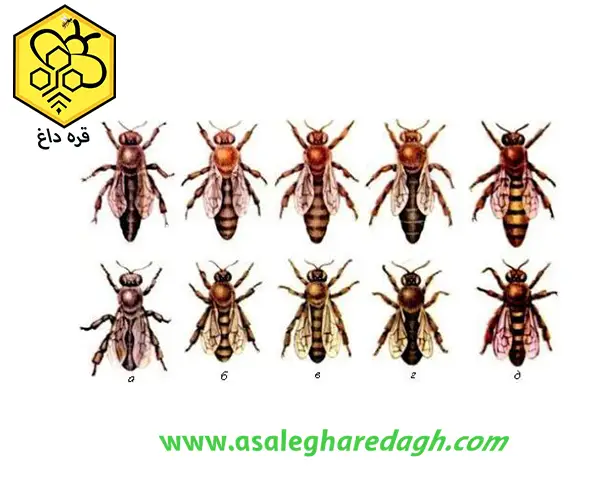 فروش بره موم