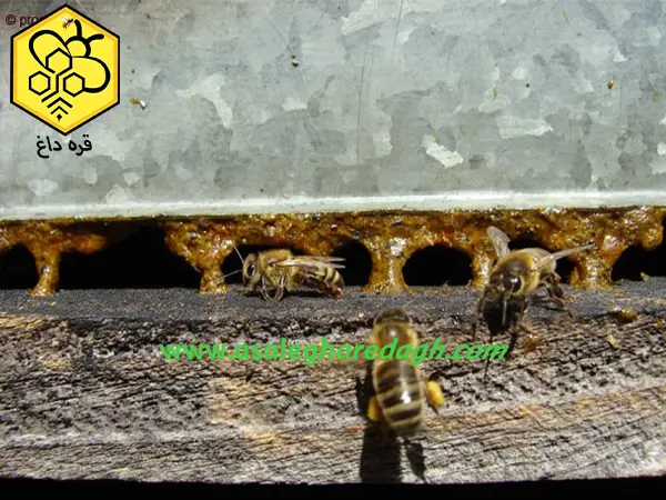 تامین بره موم تازه