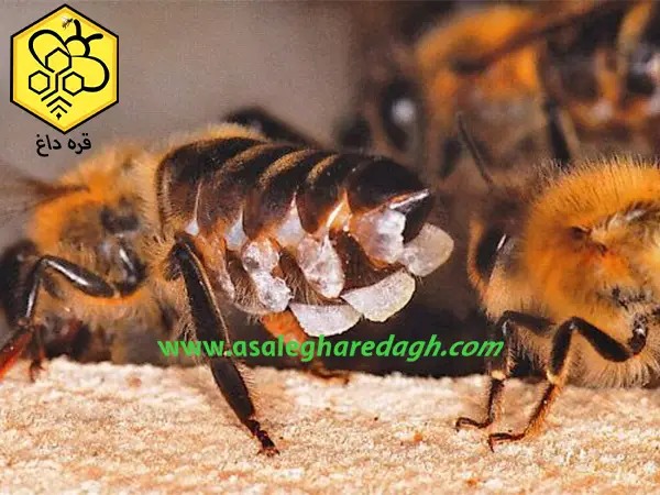 فروش موم ناب زنبور