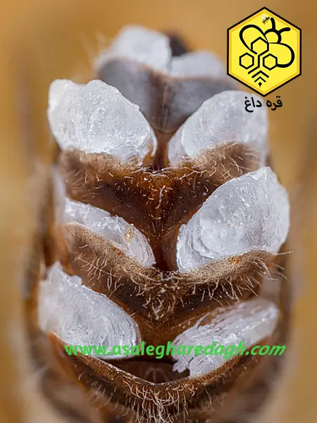 موم طبیعی رنگ زرد