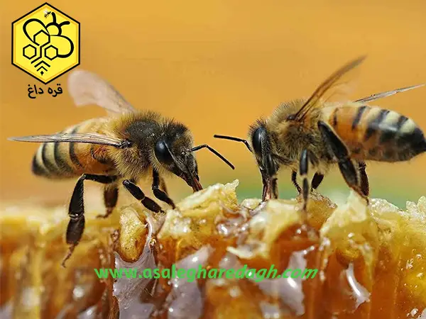 خرید شهد عسل طبیعی