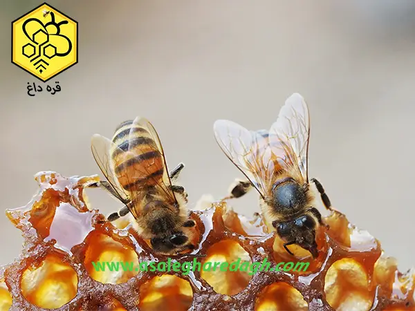 خرید شهد عسل طبیعی