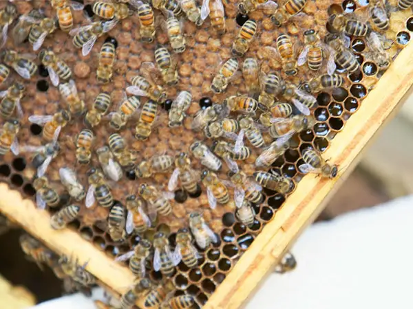 قیمت عمده تقویتی