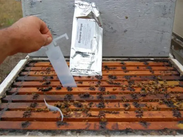 خرید نوار کنه