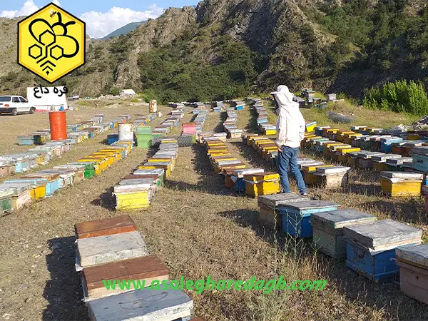 قیمت عسل طبیعی