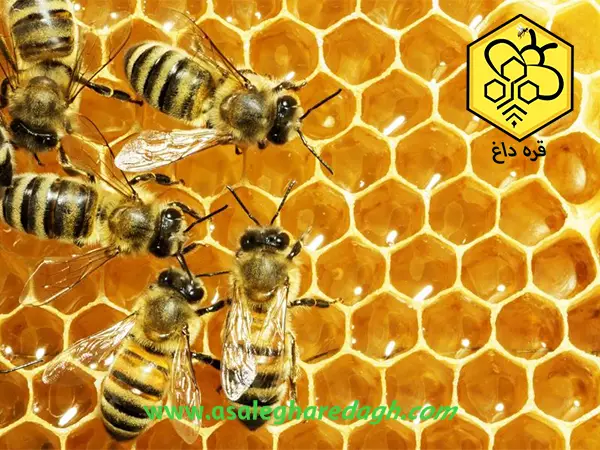 فروش ورق آج موم