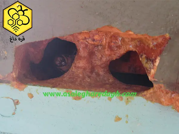 تامین بره موم تازه