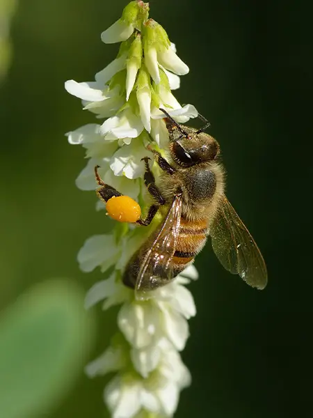 فروش پودر تقویتی زنبورعسل