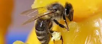 فروش موم ناب زنبور