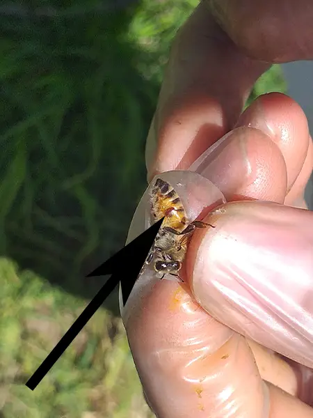 قیمت اسپری اسید فرمیک