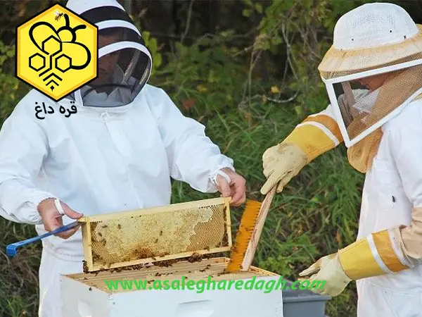 خرید تجهیزات و لوازم زنبورداری