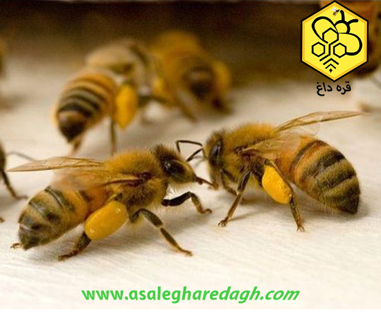 قیمت روز گرده گل